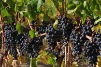 Os parreirais estão carregados nessa época do ano no Okanagan Valley, no  sul da British Columbia, no Canadá